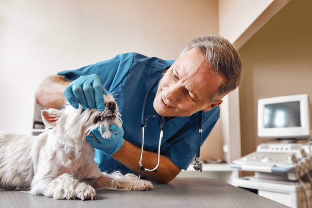 Best Tooth Pain Emergency Relief  in Bossier City, LA